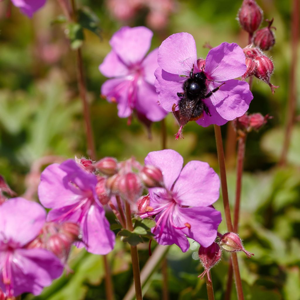 Geranium cantabrigiense Karmina - Cambridge Storchschnabel