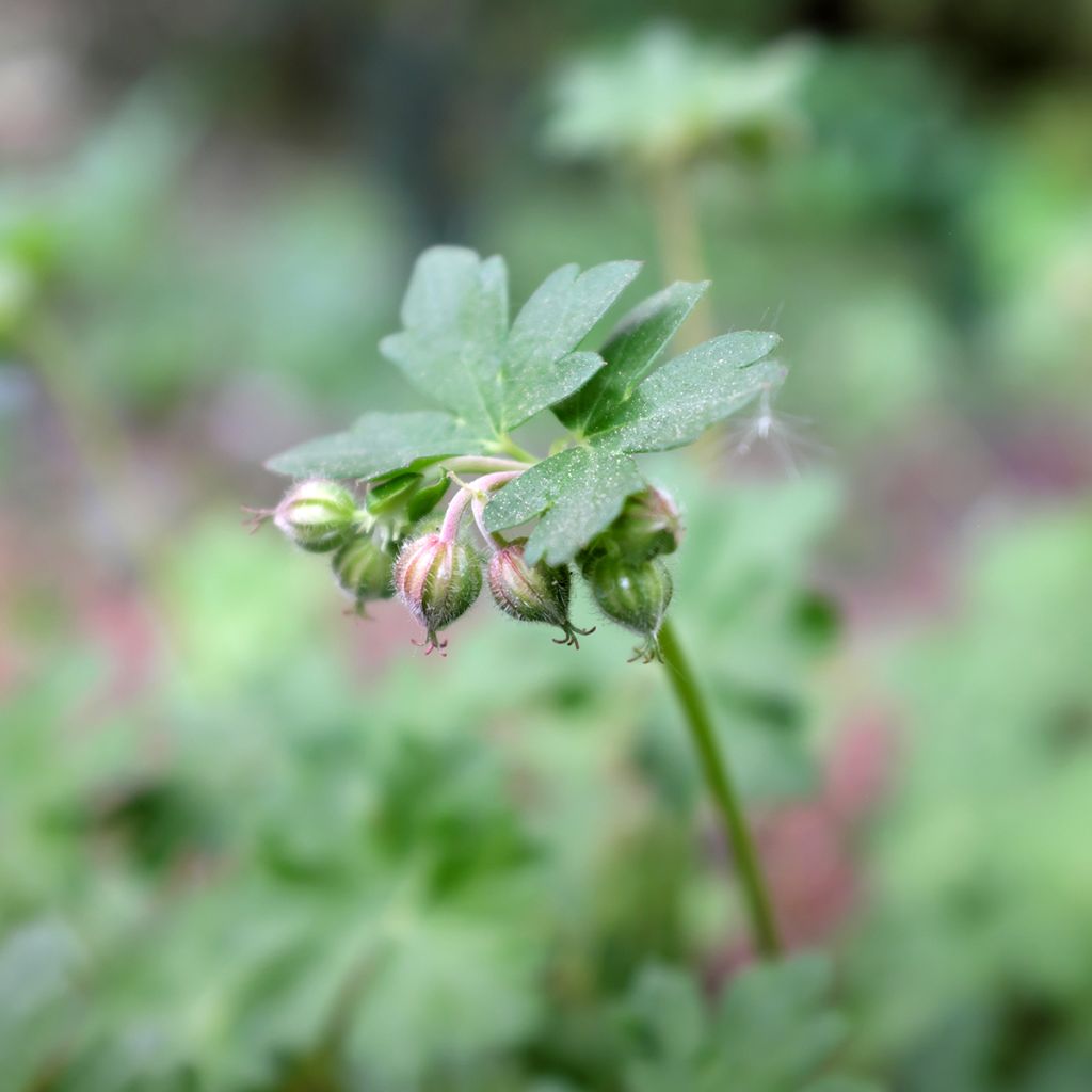 Geranium cantabrigiense St Ola - Cambridge Storchschnabel