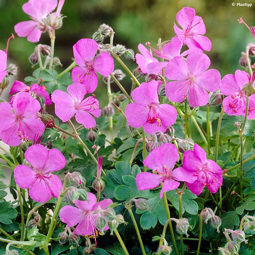 Geranium cantabrigiense Westray - Cambridge Storchschnabel