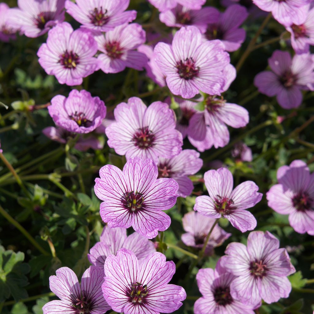 Geranium cinereum Ballerina - Aschgrauer Storchschnabel