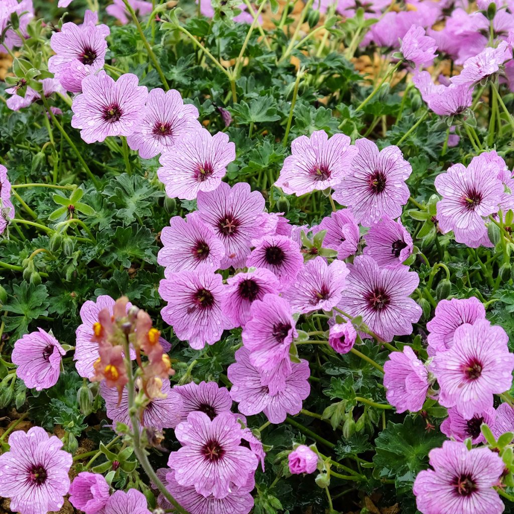 Geranium cinereum Ballerina - Aschgrauer Storchschnabel