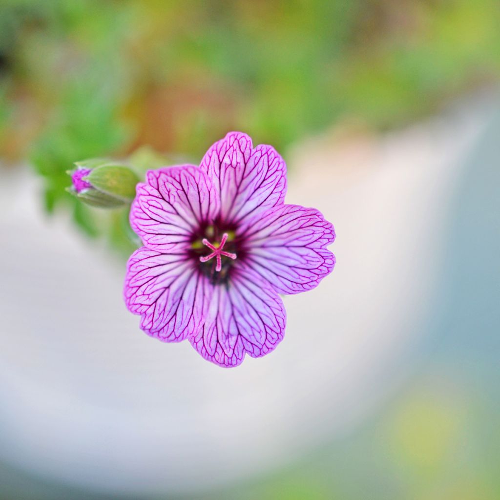 Geranium cinereum Ballerina - Aschgrauer Storchschnabel