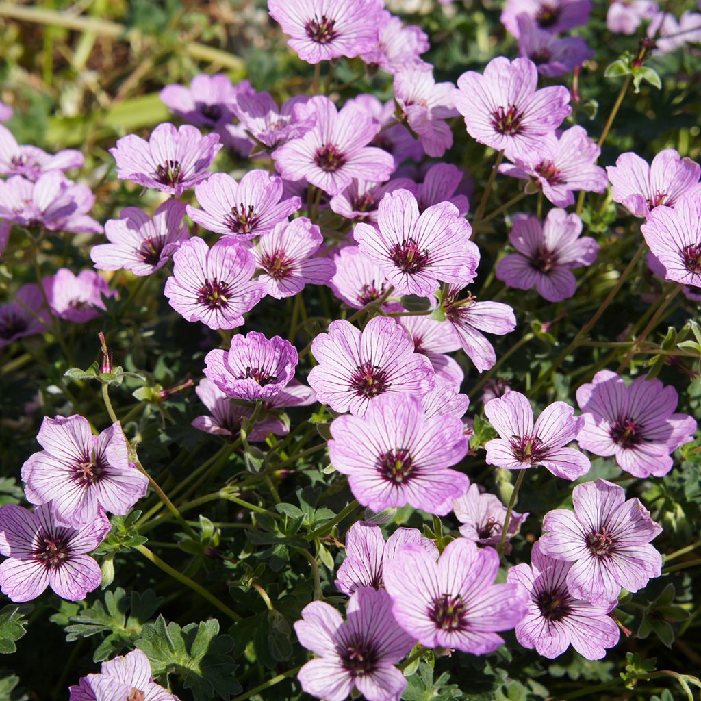 Geranium cinereum Ballerina - Aschgrauer Storchschnabel