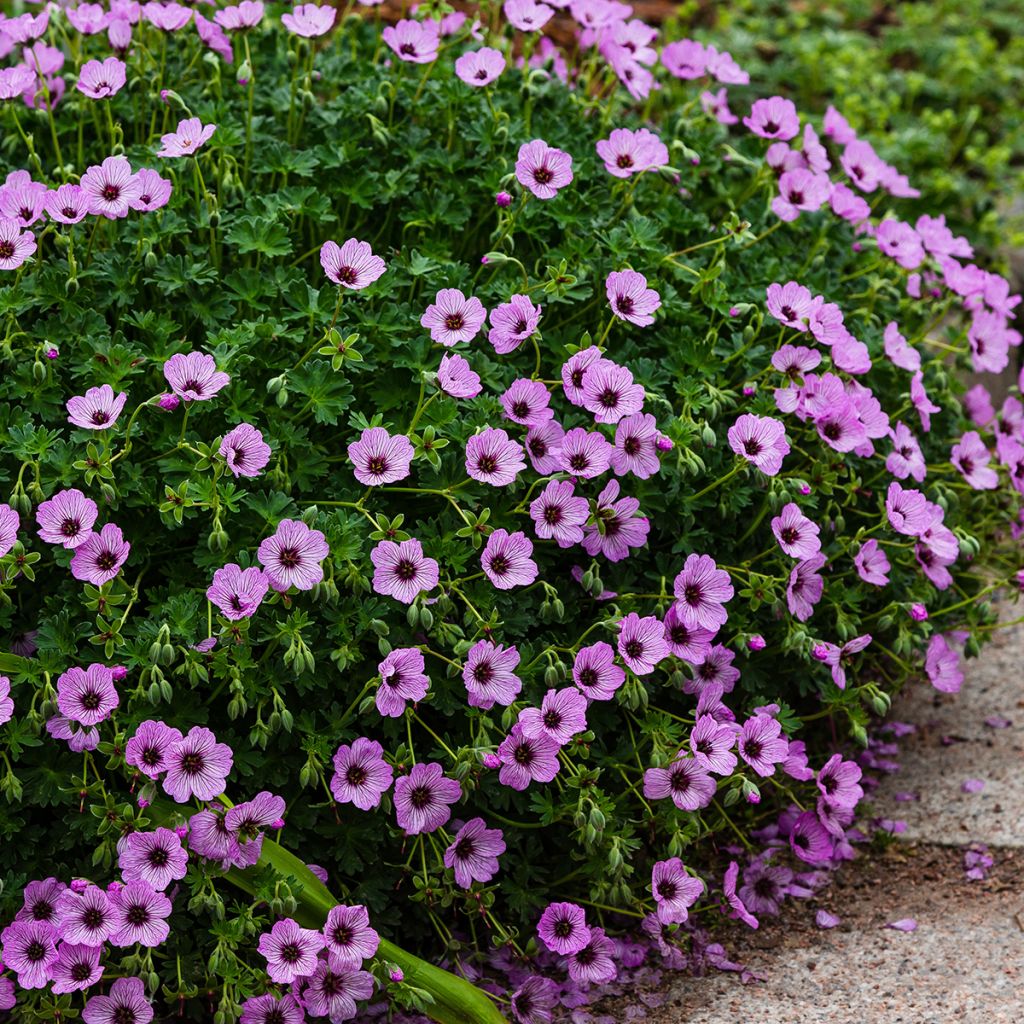 Geranium cinereum Ballerina - Aschgrauer Storchschnabel