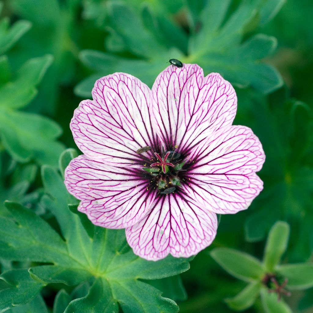 Geranium cinereum Ballerina - Aschgrauer Storchschnabel