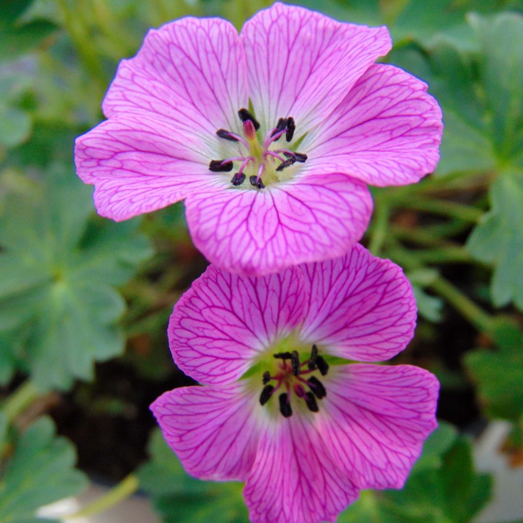 Geranium cinereum Jolly Jewel Hot Pink - Aschgrauer Storchschnabel