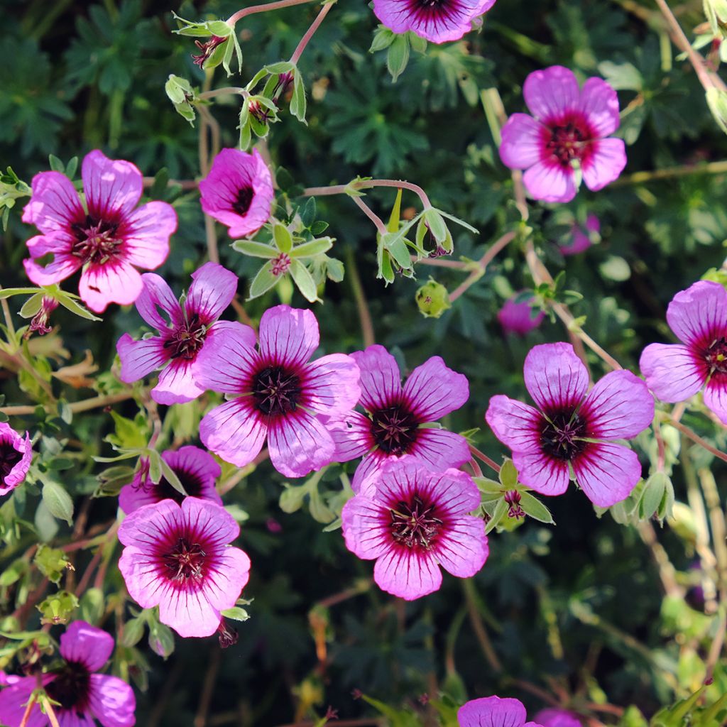 Geranium cinereum Jolly Jewel Night - Aschgrauer Storchschnabel