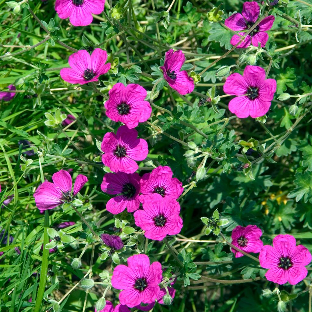 Geranium cinereum v. subcaulescens Giuseppii - Aschgrauer Storchschnabel