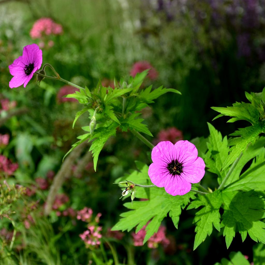 Geranium cinereum v. subcaulescens - Aschgrauer Storchschnabel