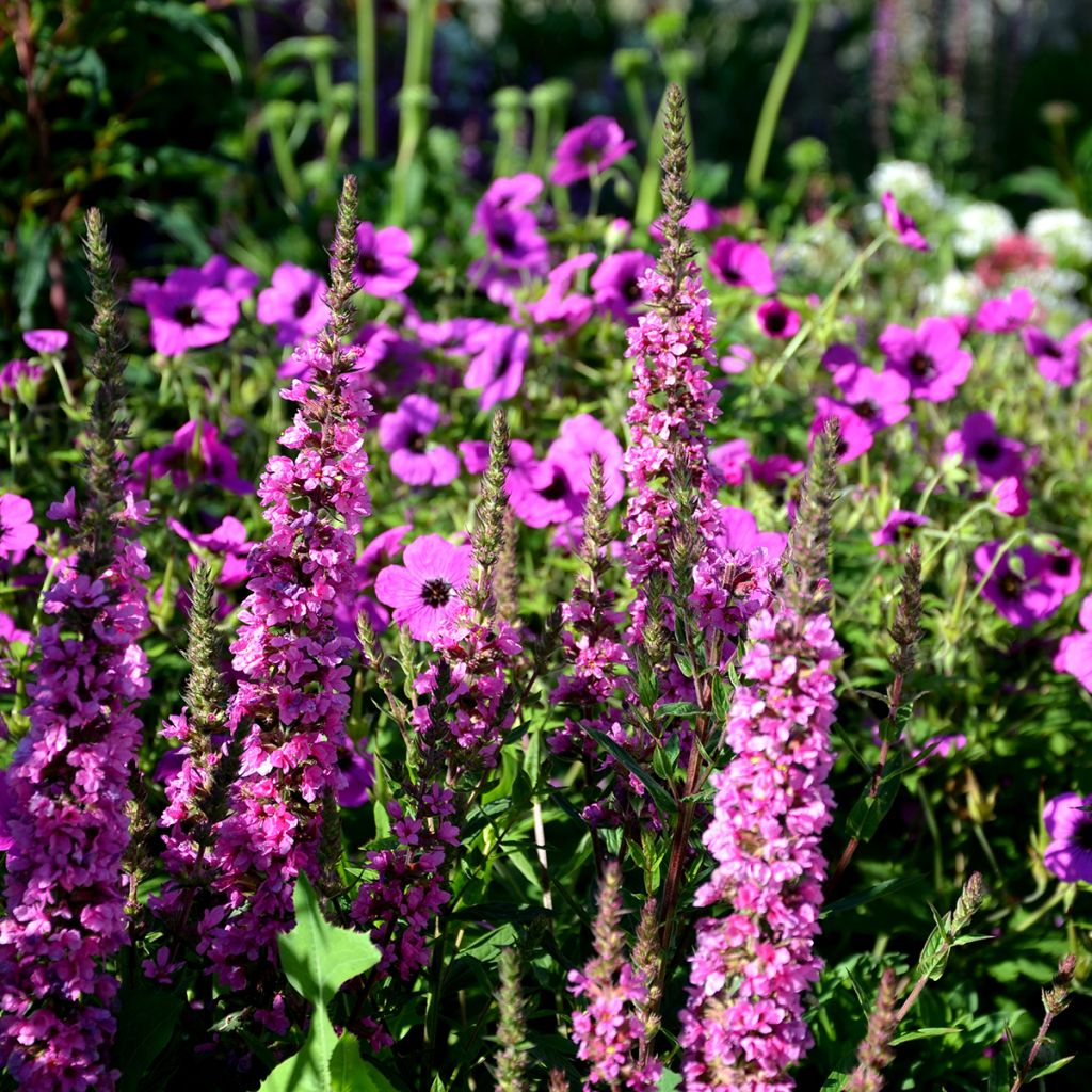 Geranium cinereum v. subcaulescens - Aschgrauer Storchschnabel