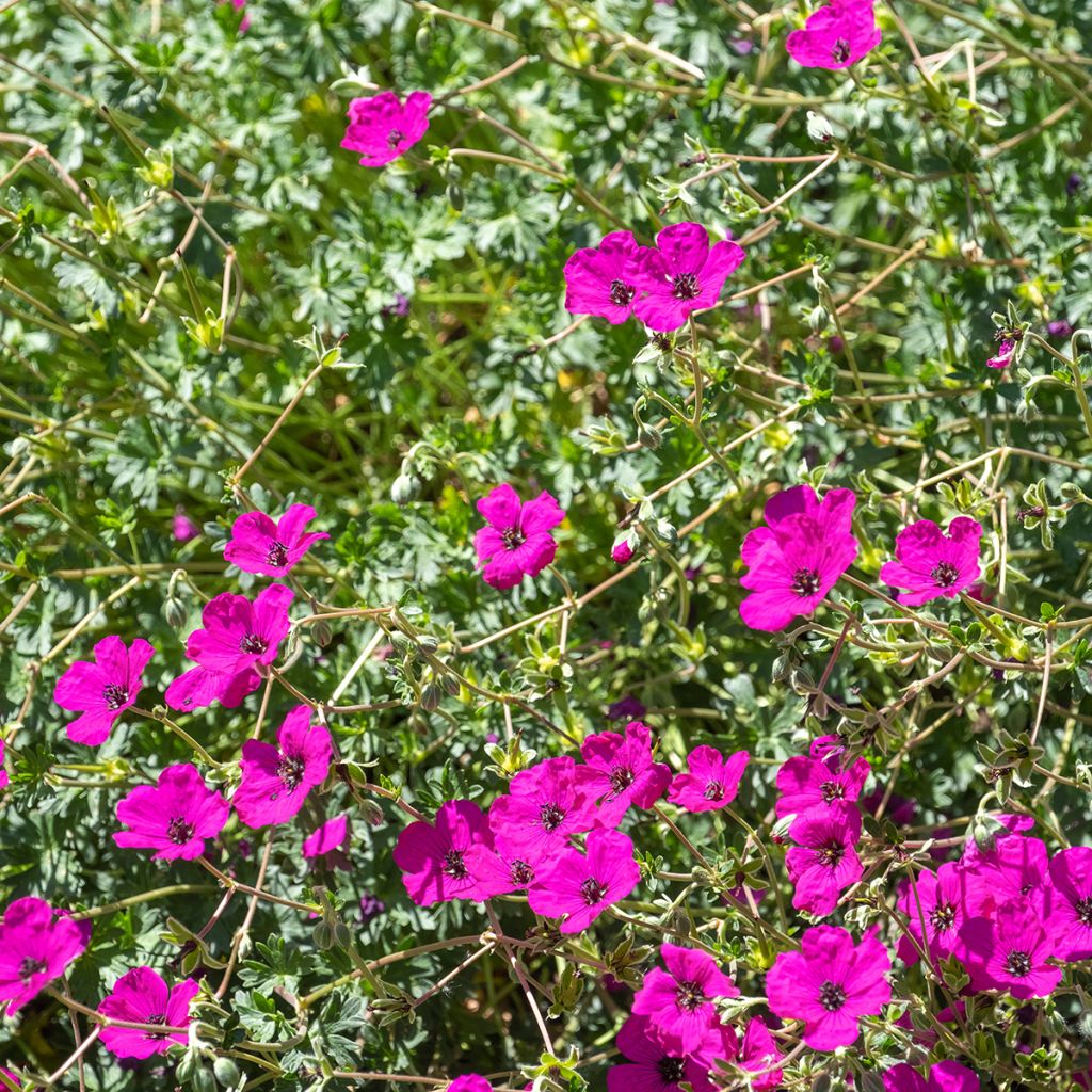 Geranium cinereum v. subcaulescens - Aschgrauer Storchschnabel