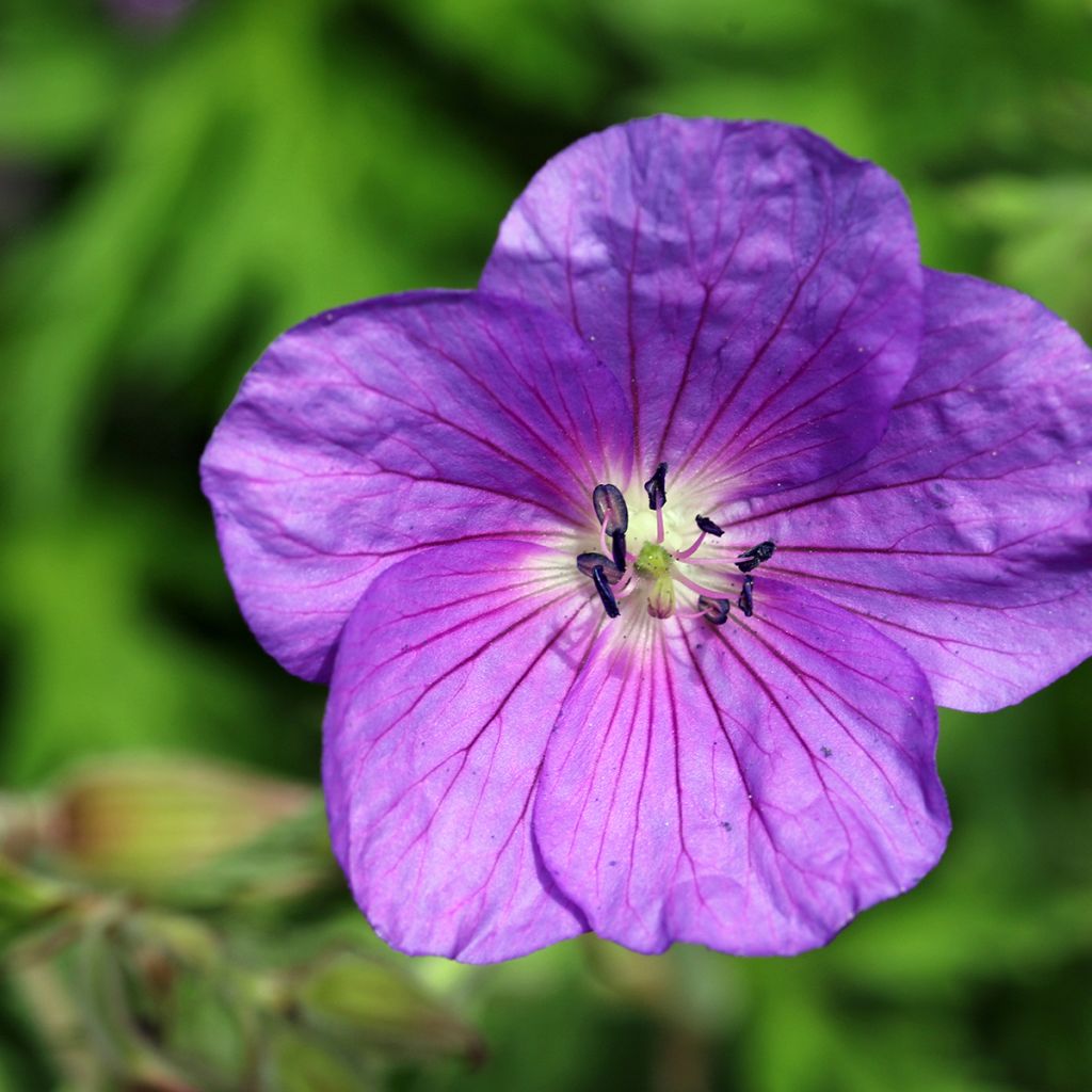 Geranium clarkei Kashmir Purple - Clarkes Storchschnabel