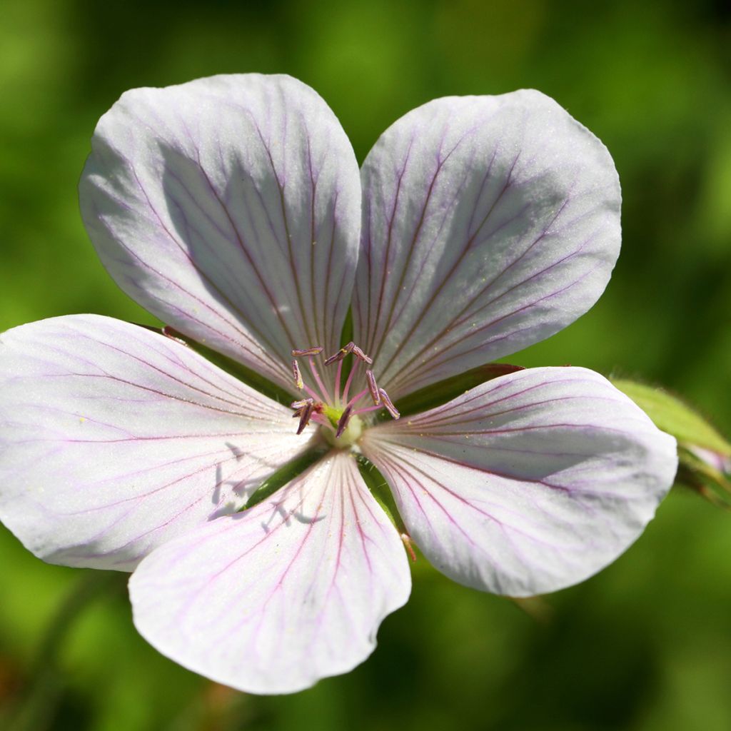 Geranium clarkei Kashmir White - Clarkes Storchschnabel