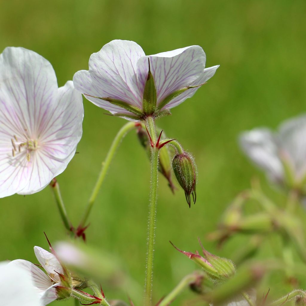 Geranium clarkei Kashmir White - Clarkes Storchschnabel