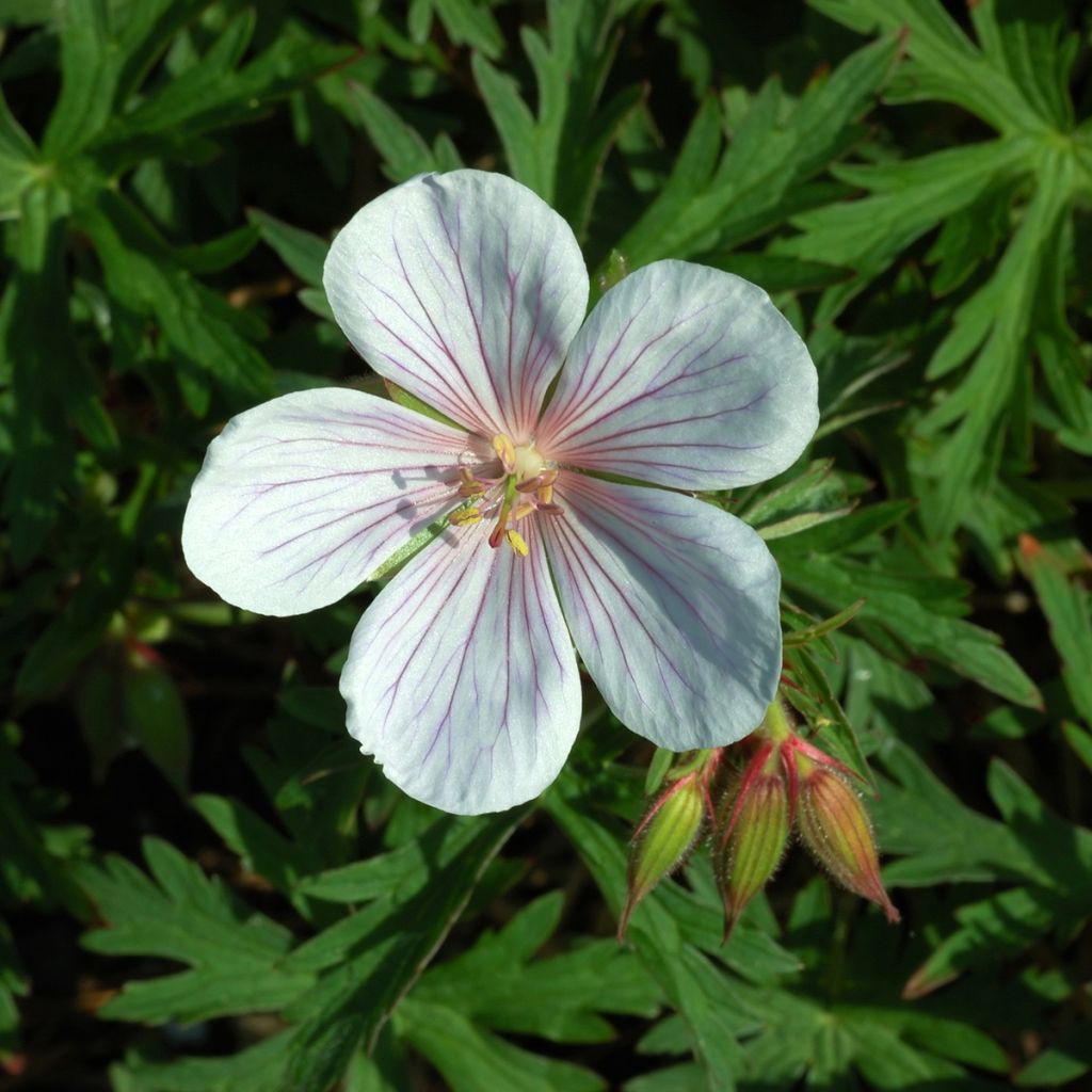 Geranium clarkei Kashmir White - Clarkes Storchschnabel