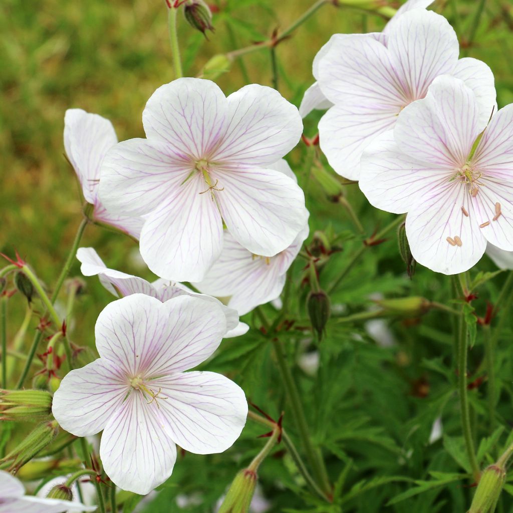 Geranium clarkei Kashmir White - Clarkes Storchschnabel