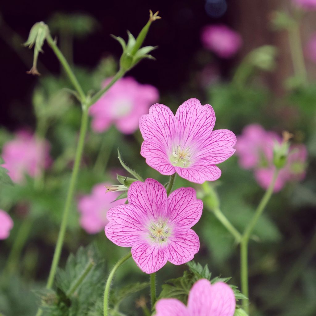 Geranium endressii Wargrave Pink - Pyrenäen-Storchschnabel