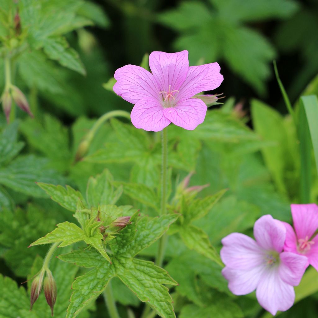 Geranium endressii Wargrave Pink - Pyrenäen-Storchschnabel