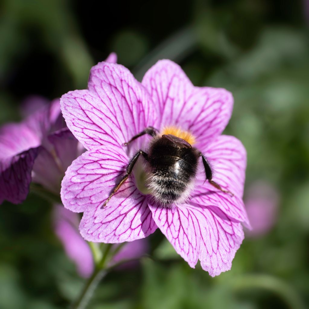 Geranium endressii Wargrave Pink - Pyrenäen-Storchschnabel