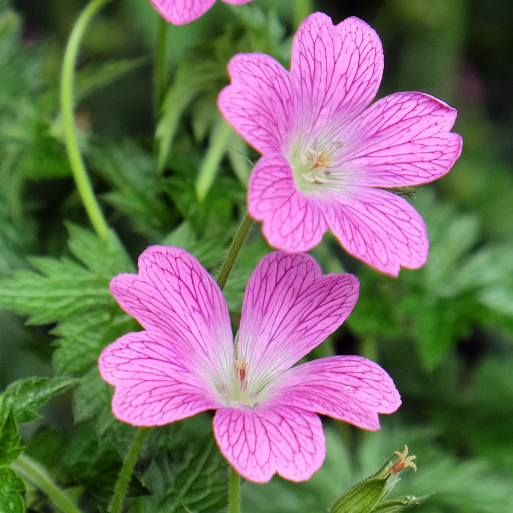 Geranium endressii Wargrave Pink - Pyrenäen-Storchschnabel