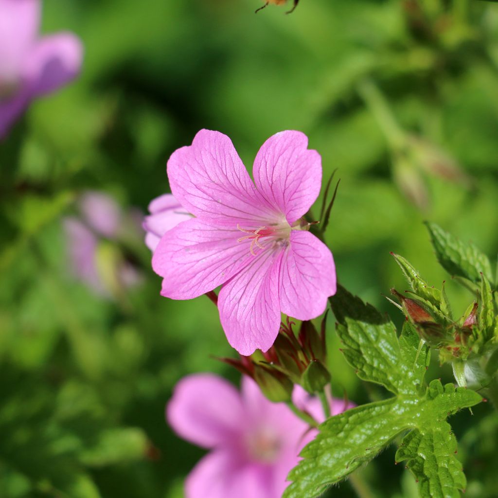 Geranium endressii Wargrave Pink - Pyrenäen-Storchschnabel