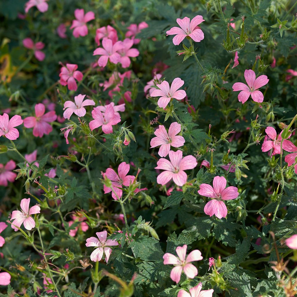 Geranium endressii - Pyrenäen-Storchschnabel