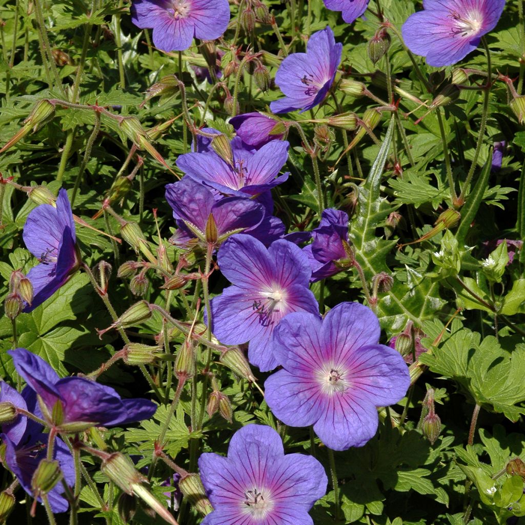 Geranium vivace himalayense Gravetye - Géranium de l'hymalaya