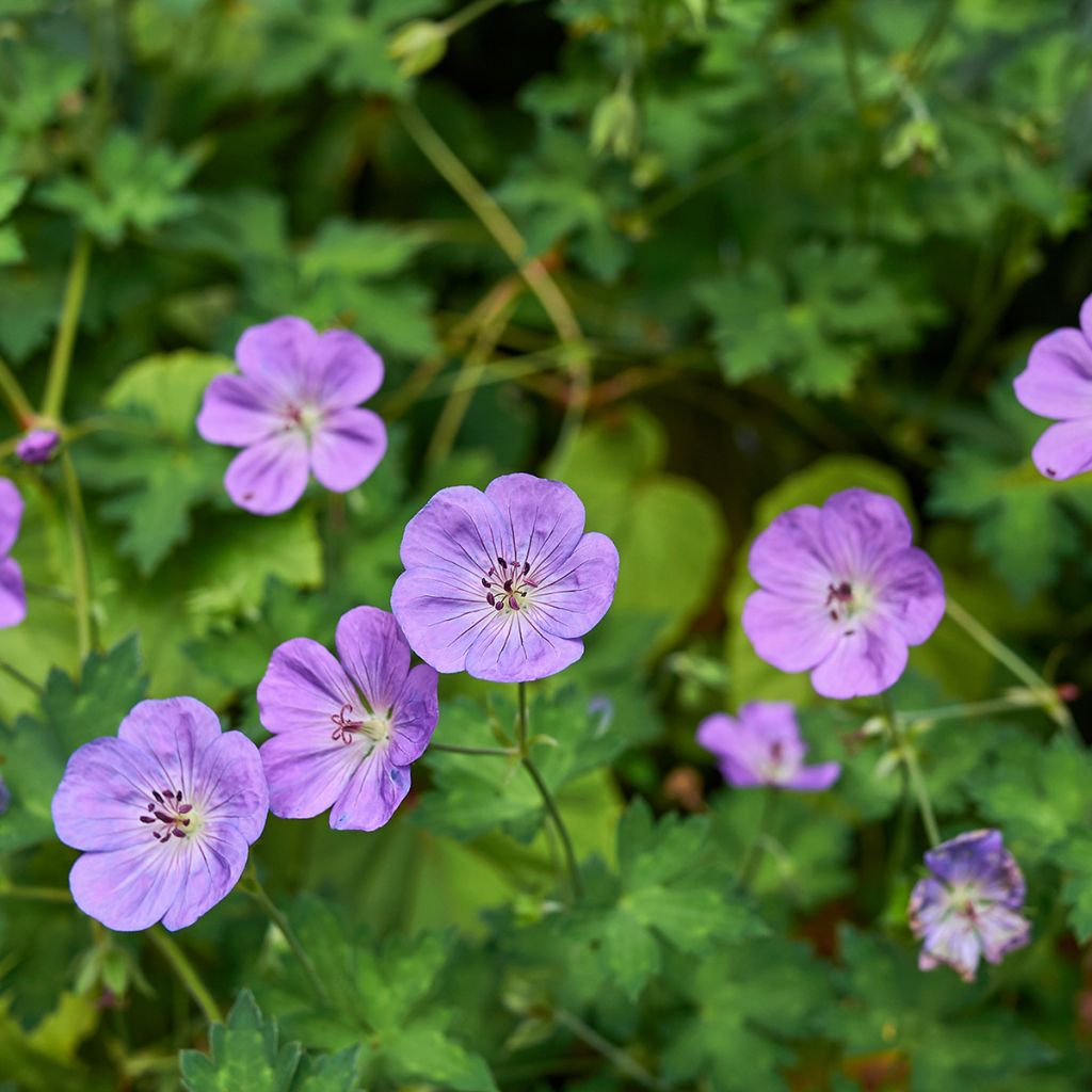 Geranium himalayense - Himalaya-Storchschnabel