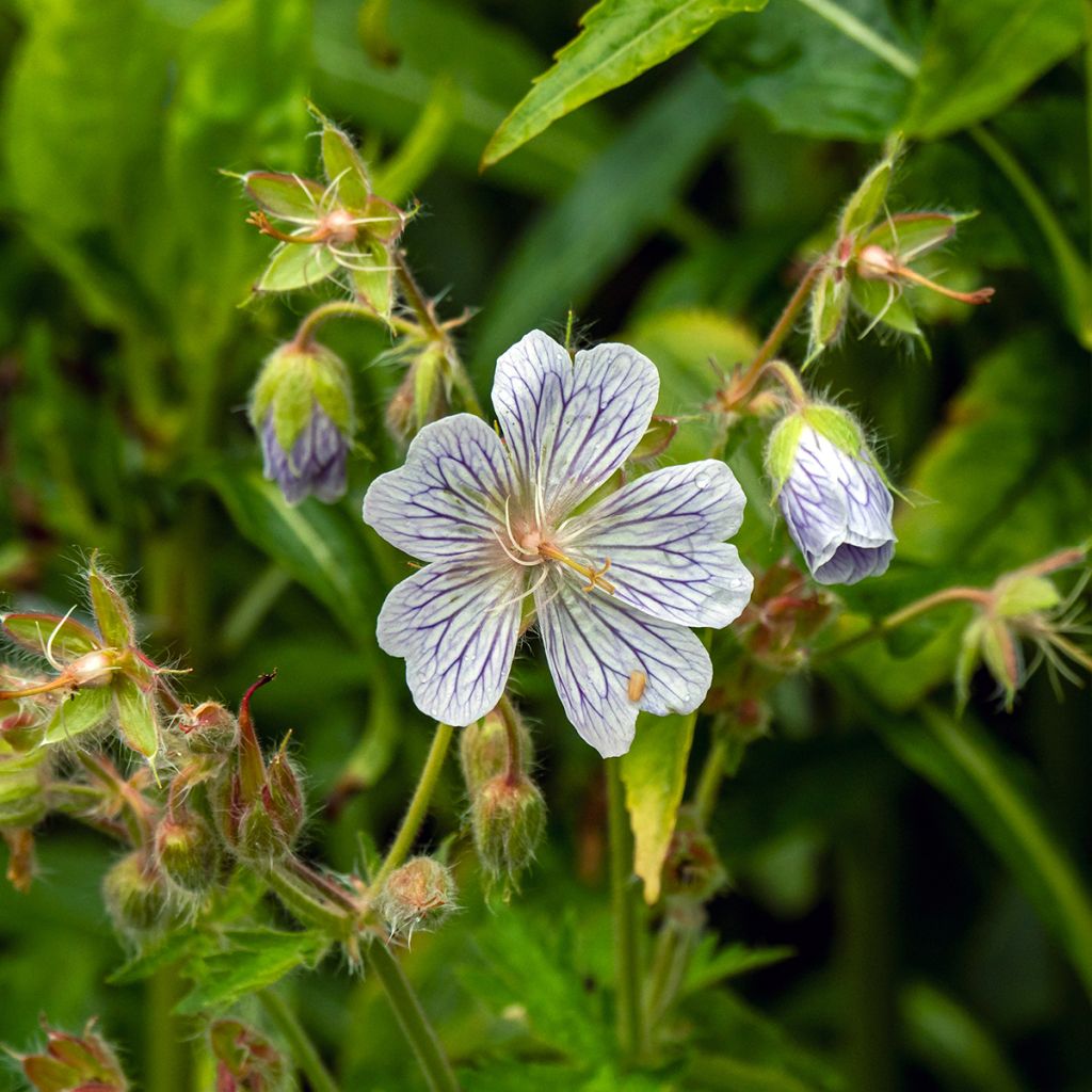 Geranium ibericum subsp. Jubatum White Zigana - Iberisches Storchschnabel