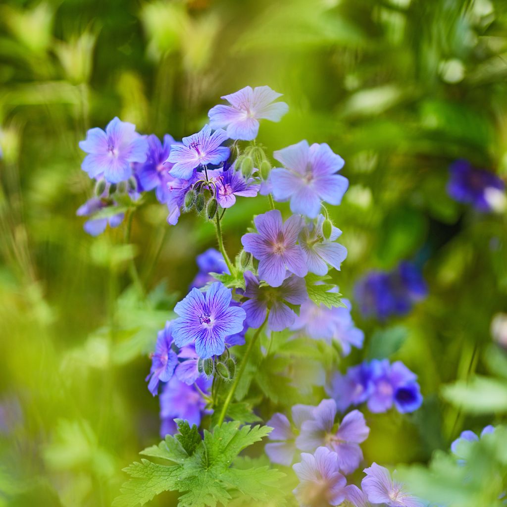 Geranium ibericum - Iberisches Storchschnabel