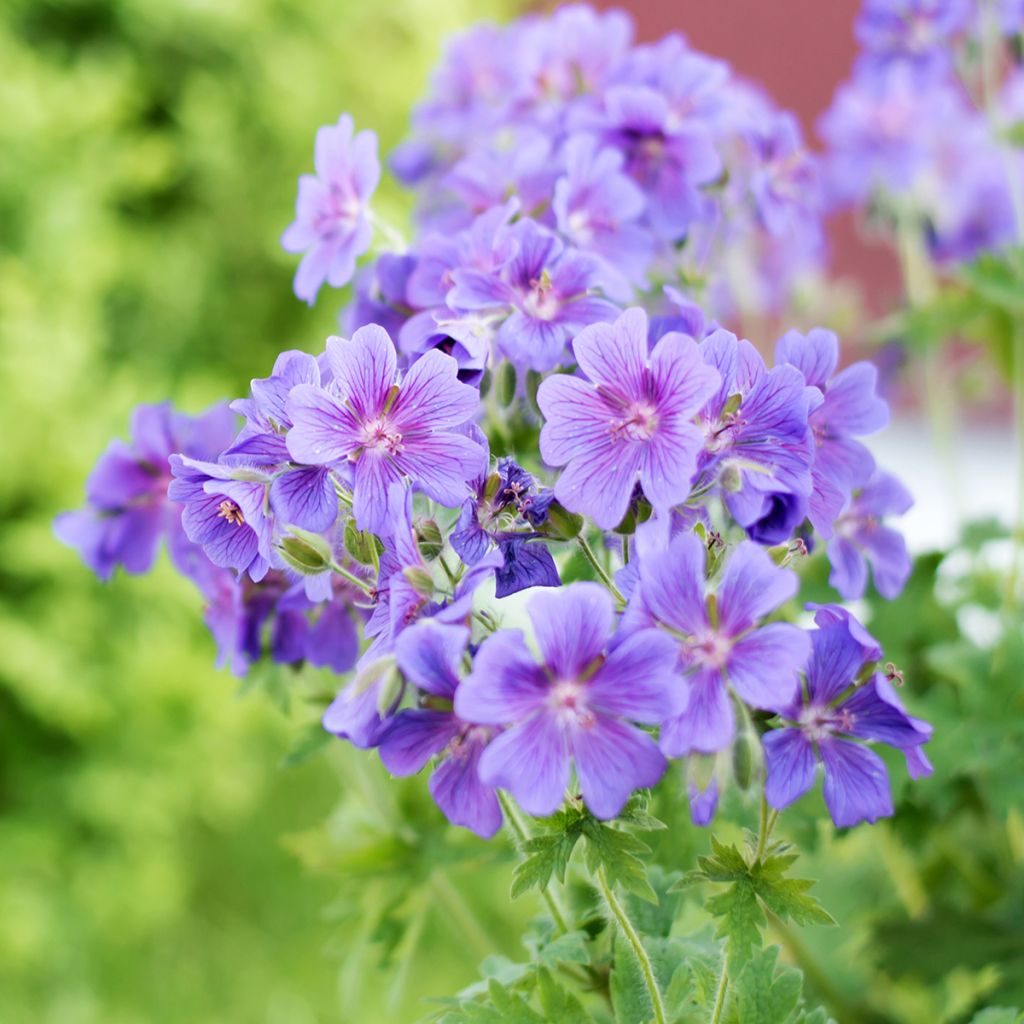 Geranium ibericum - Iberisches Storchschnabel