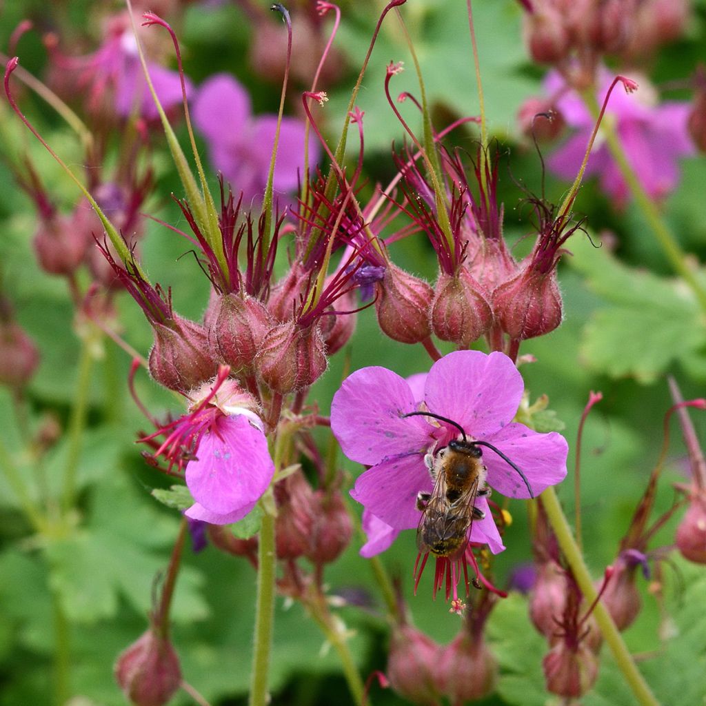 Geranium macrorrhizum Czakor - Balkan-Storchschnabel