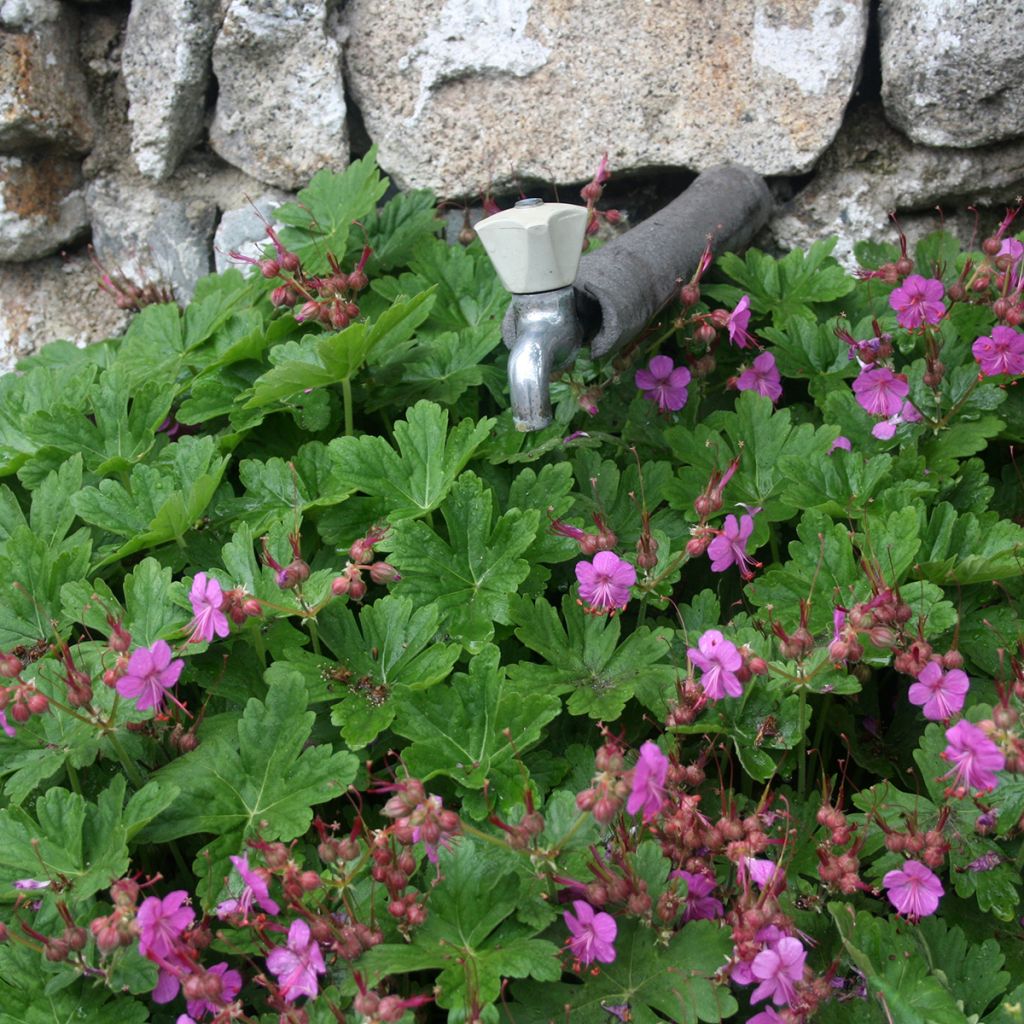 Geranium macrorrhizum Czakor - Balkan-Storchschnabel