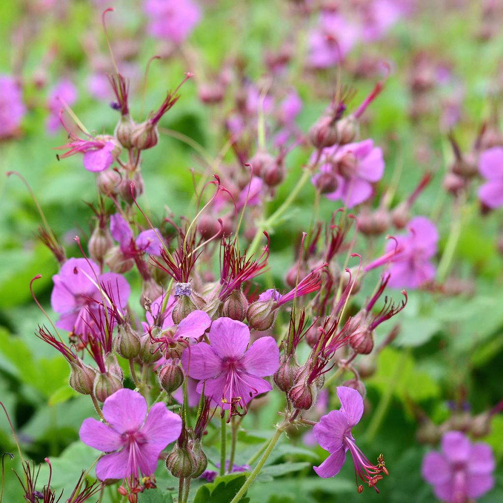 Geranium macrorrhizum Czakor - Balkan-Storchschnabel