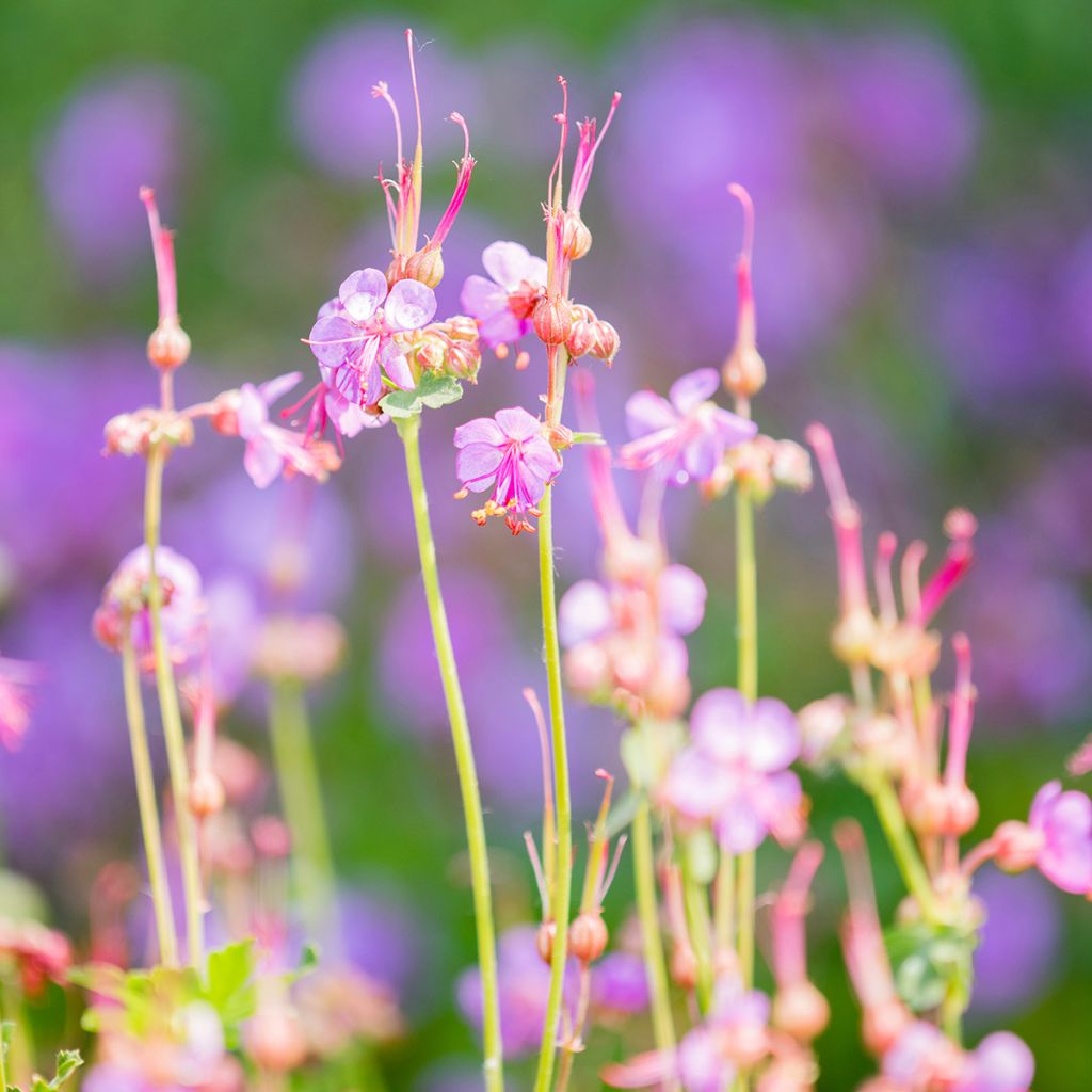 Geranium macrorrhizum - Balkan-Storchschnabel