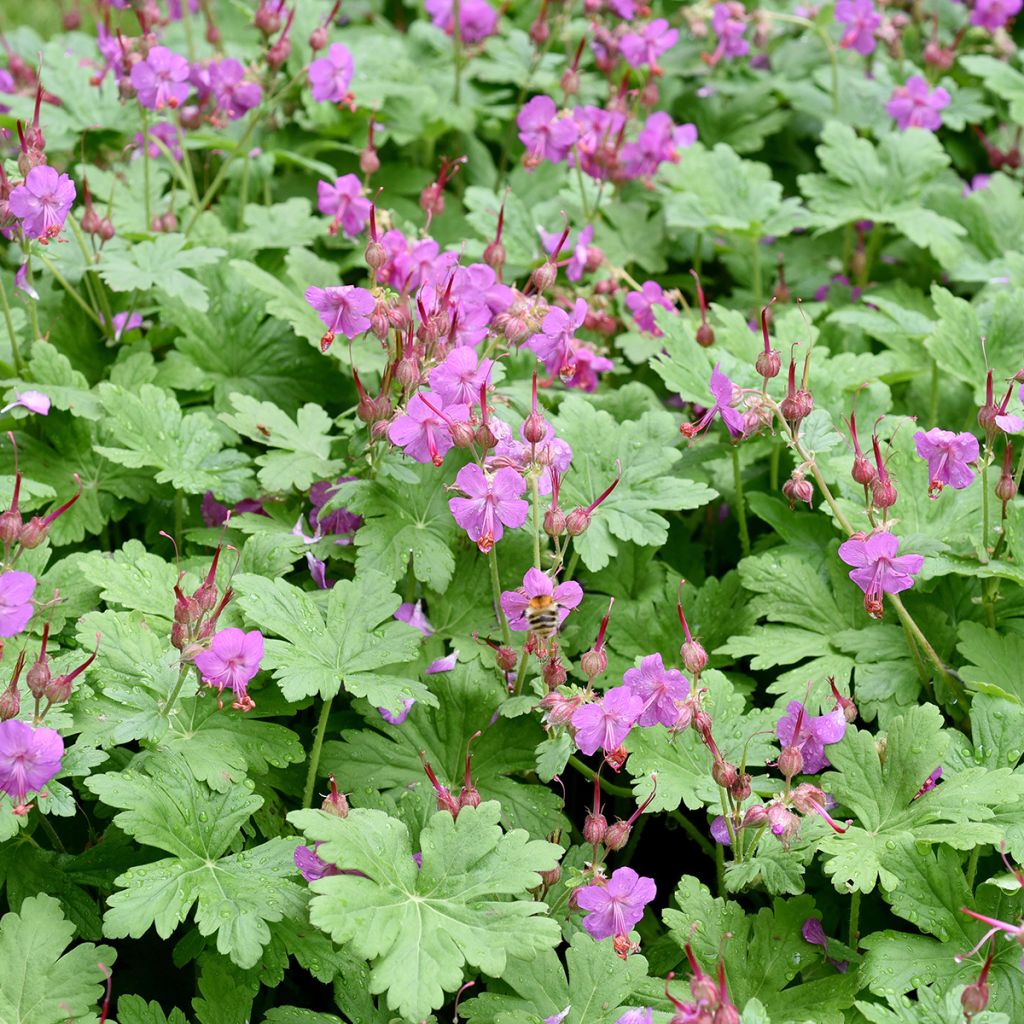 Geranium macrorrhizum - Balkan-Storchschnabel