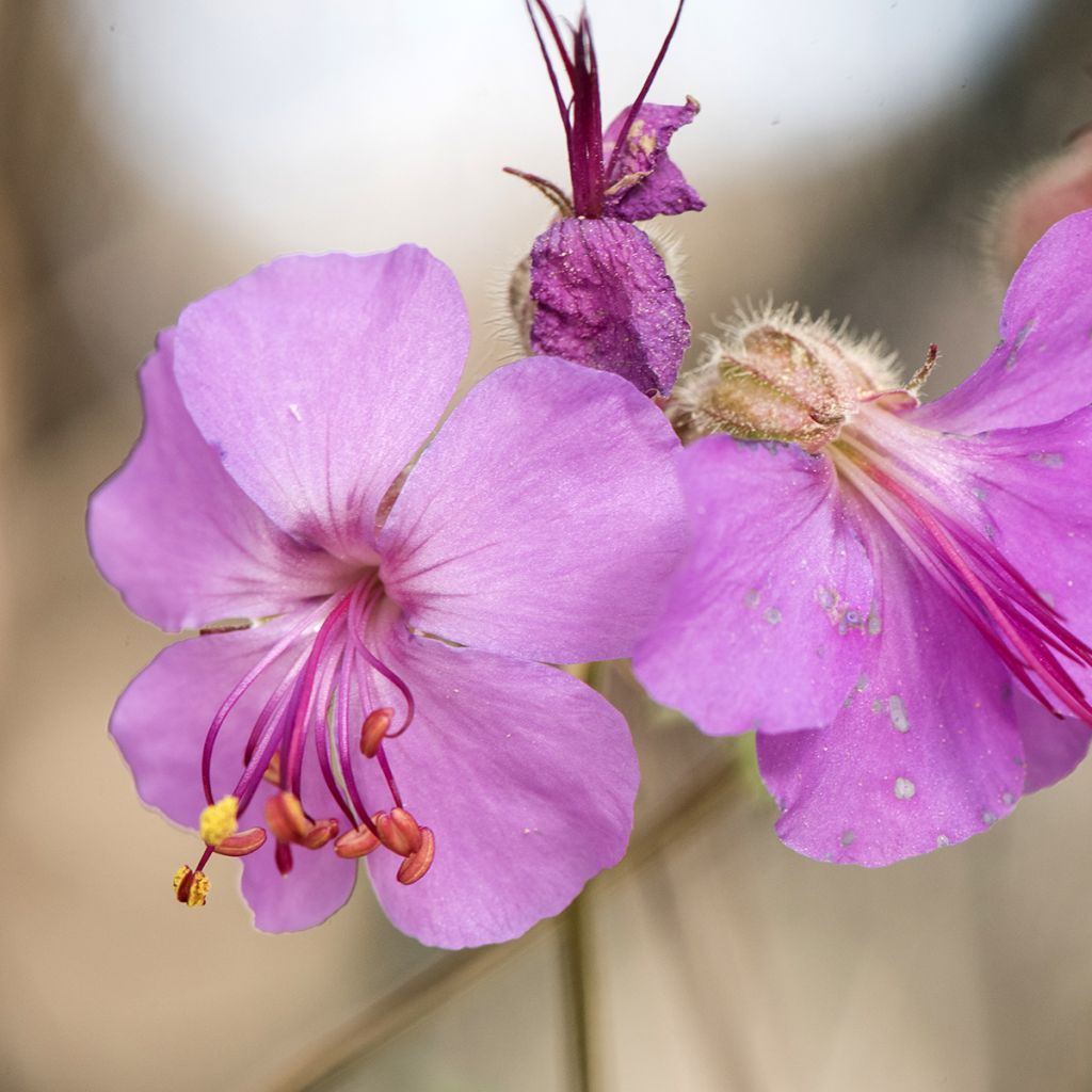 Geranium macrorrhizum - Balkan-Storchschnabel