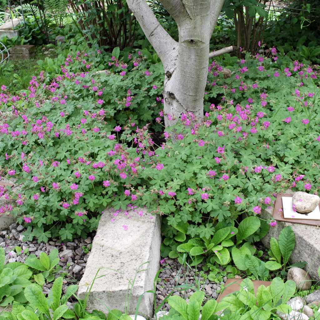 Geranium macrorrhizum - Balkan-Storchschnabel