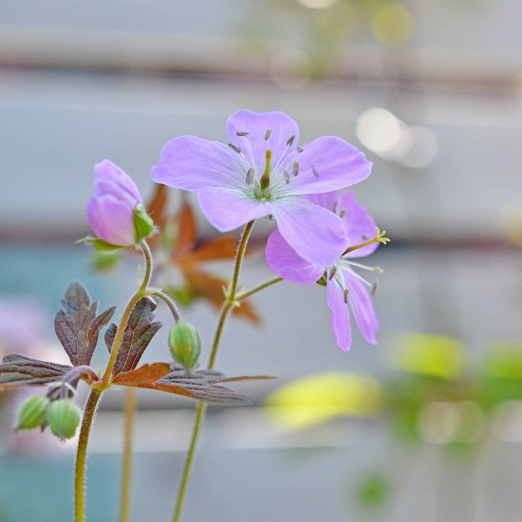 Geranium maculatum Espresso - Dunkelblättriger Storchschnabel