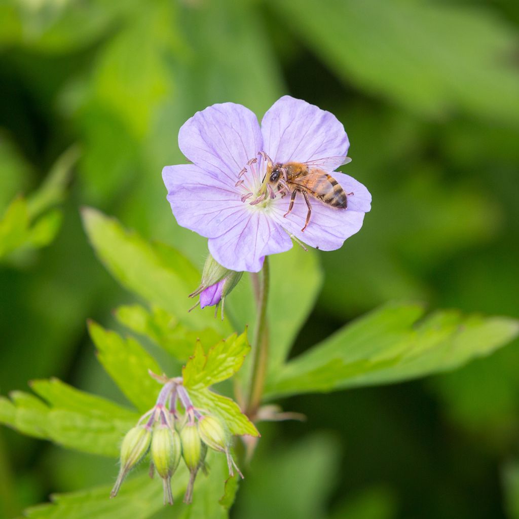 Geranium maculatum - Dunkelblättriger Storchschnabel