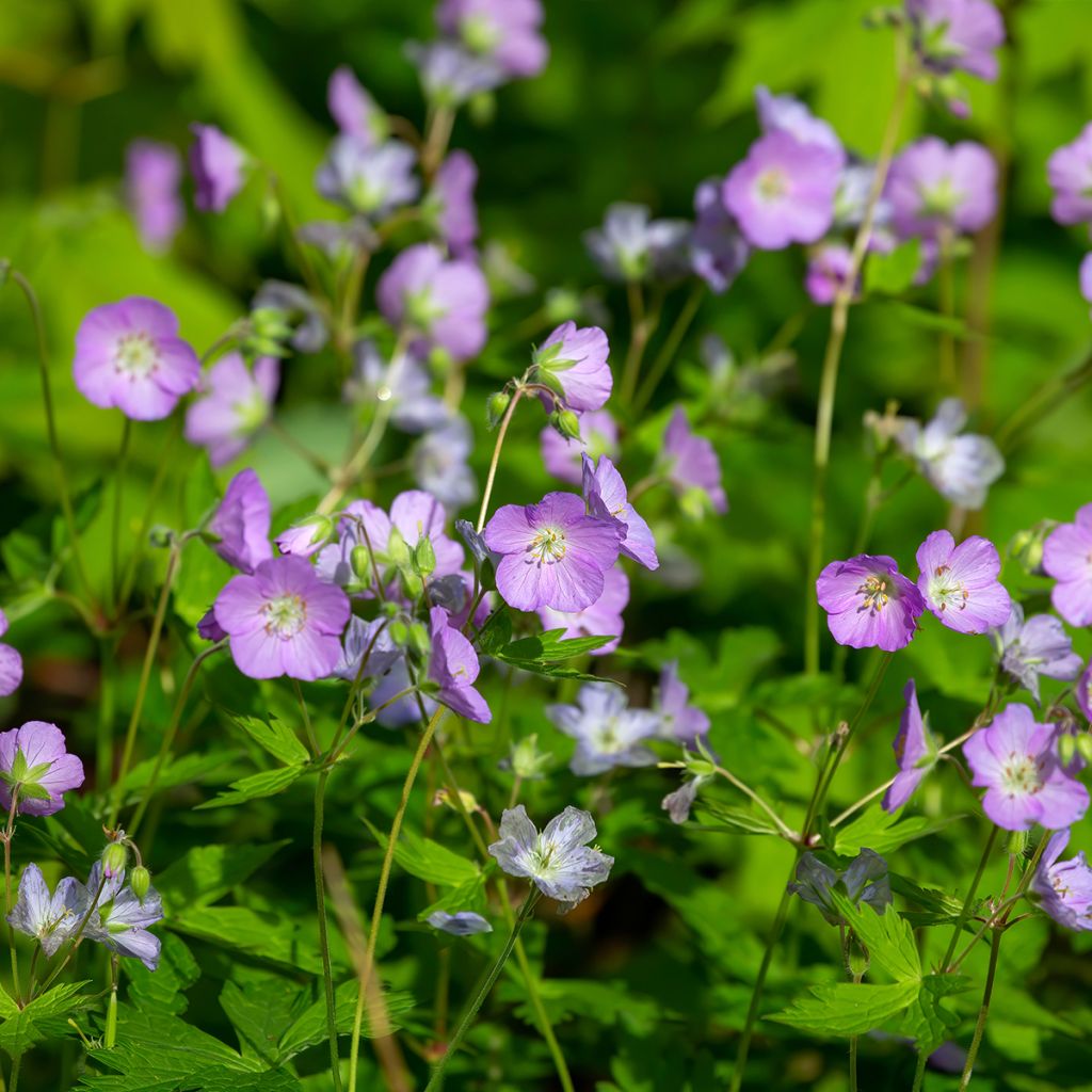 Geranium maculatum - Dunkelblättriger Storchschnabel