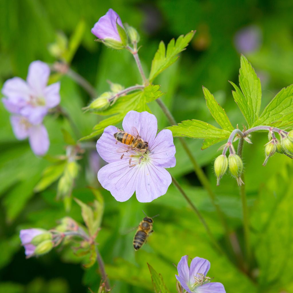 Geranium maculatum - Dunkelblättriger Storchschnabel