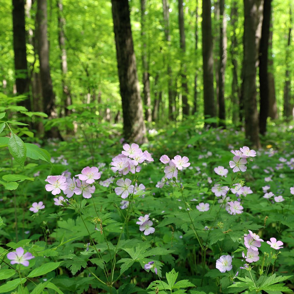 Geranium maculatum - Dunkelblättriger Storchschnabel