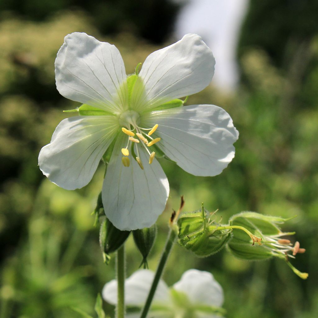 Geranium maculatum var.album - Dunkelblättriger Storchschnabel