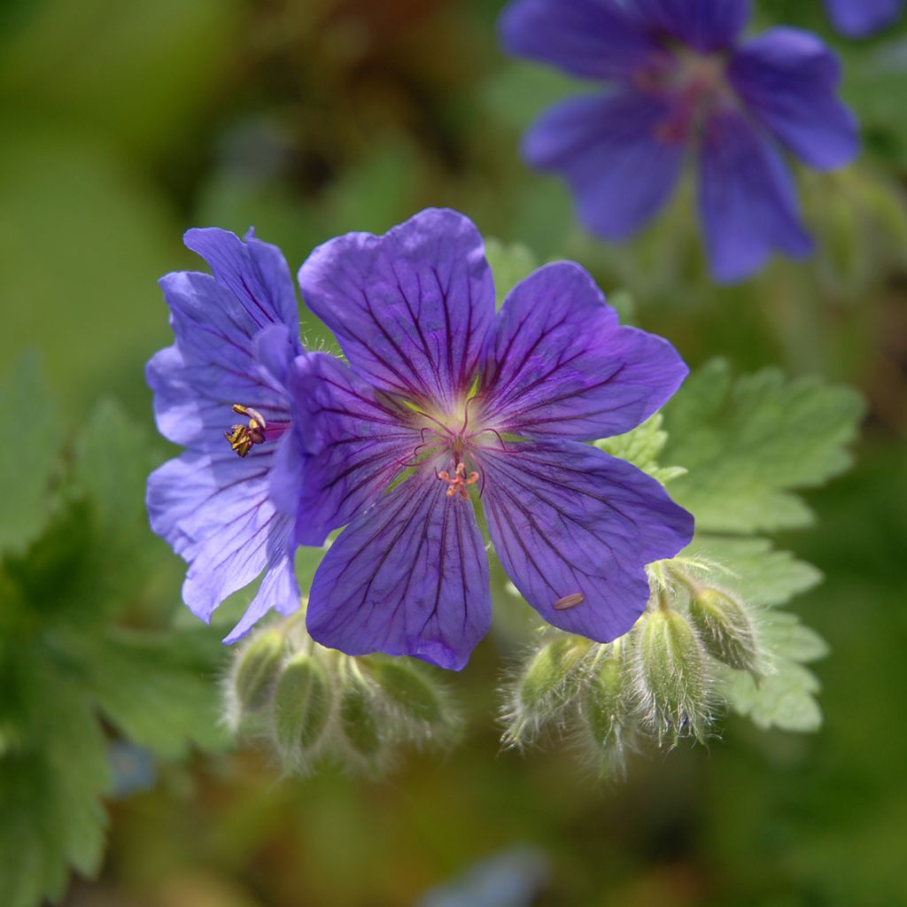 Geranium magnificum Rosemoor - Großer Storchschnabel