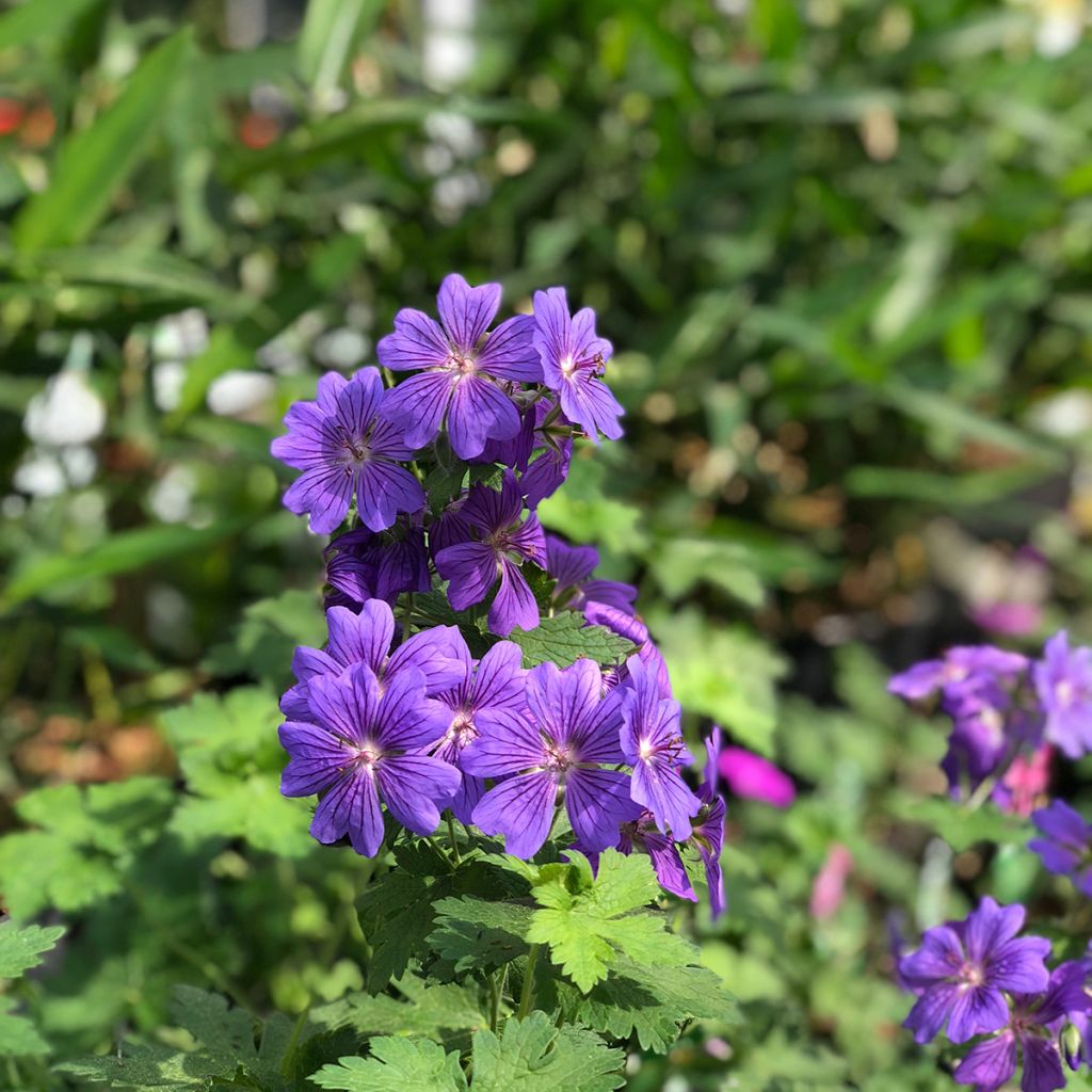 Geranium magnificum Rosemoor - Großer Storchschnabel