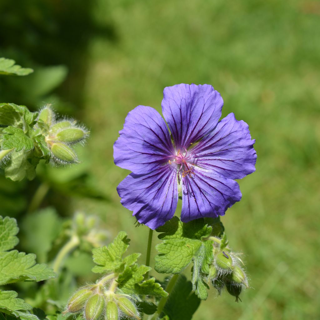 Geranium magnificum Rosemoor - Großer Storchschnabel