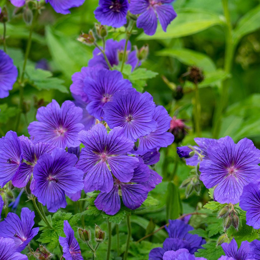 Geranium magnificum Rosemoor - Großer Storchschnabel