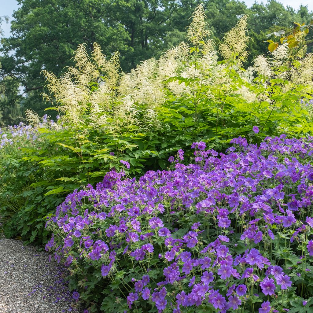 Geranium magnificum Rosemoor - Großer Storchschnabel