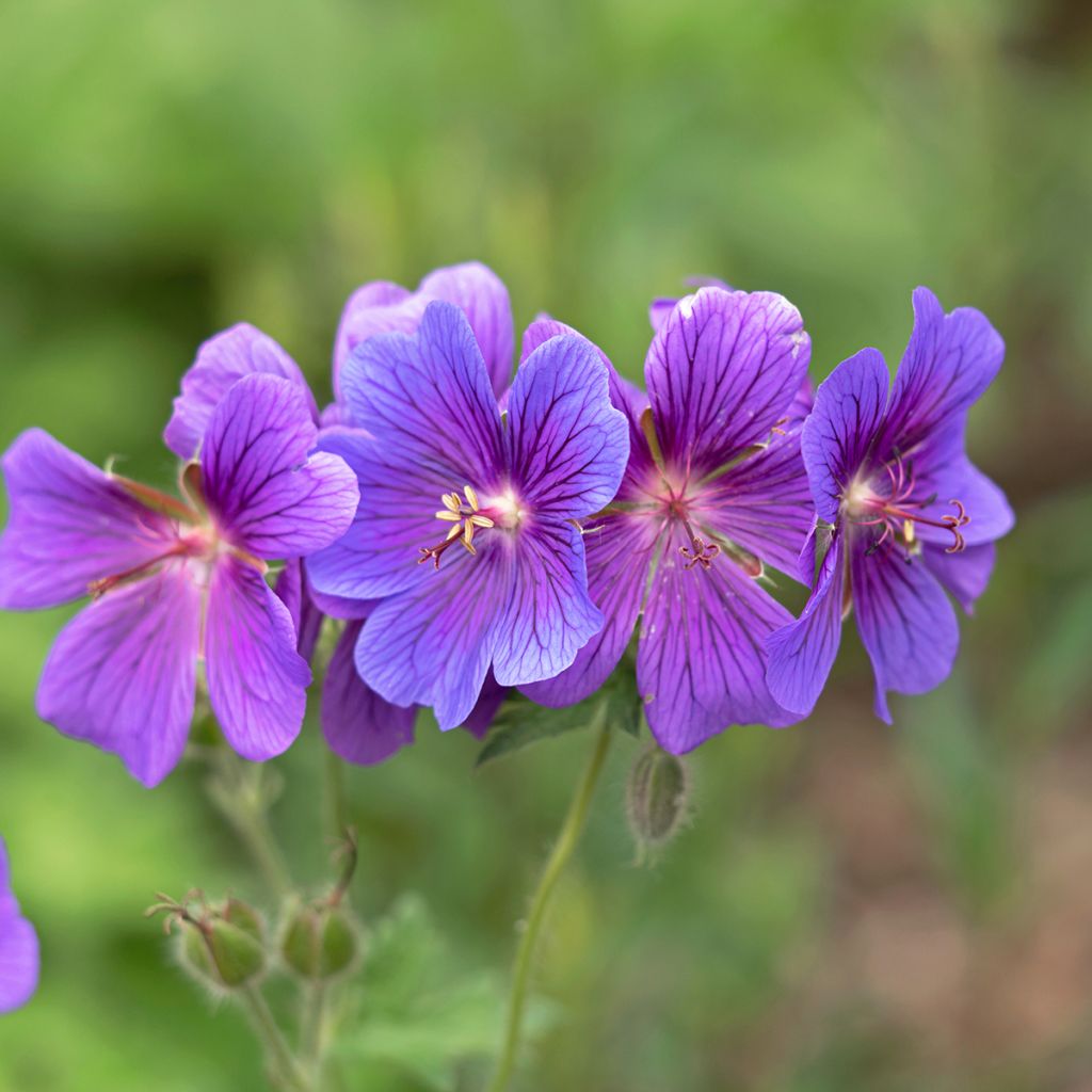 Geranium magnificum - Großer Storchschnabel